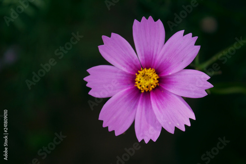 pink Common cosmos flower. nature