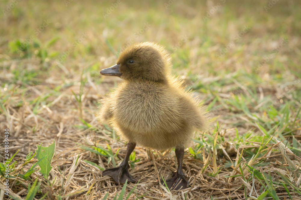 Yellow ducklings walk on the grass in the evening. Yellow ducklings walk on the grass in the evening.