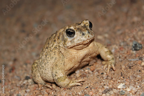 Arroyo Toad