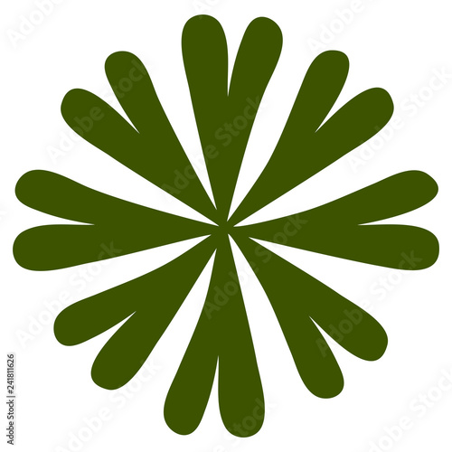 Seeweed Codium fragile