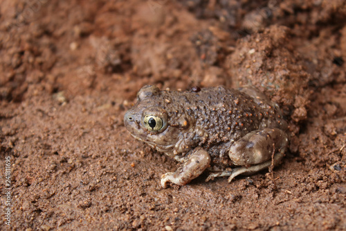 Mexican Spadefoot Toad