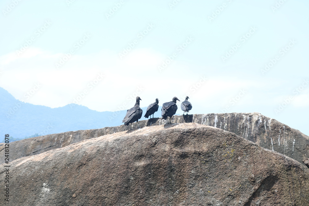 Vultures lined up