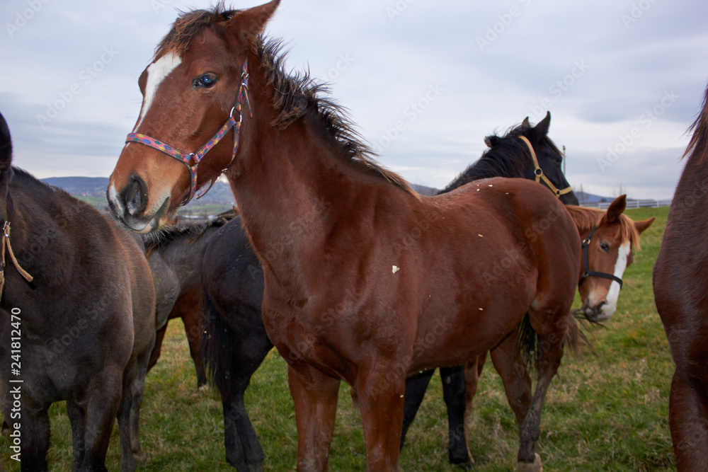 Horses Horses