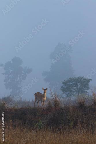 Barainga Deer emerging from foggy background in Kanha National Park India