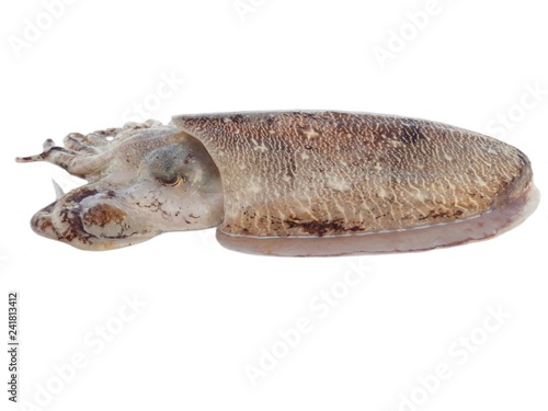 Giant cuttlefish isolated on white background 