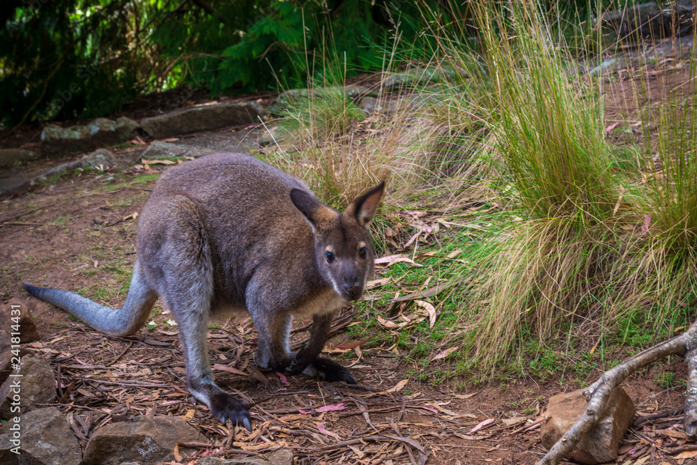 Obraz premium Wallaby
