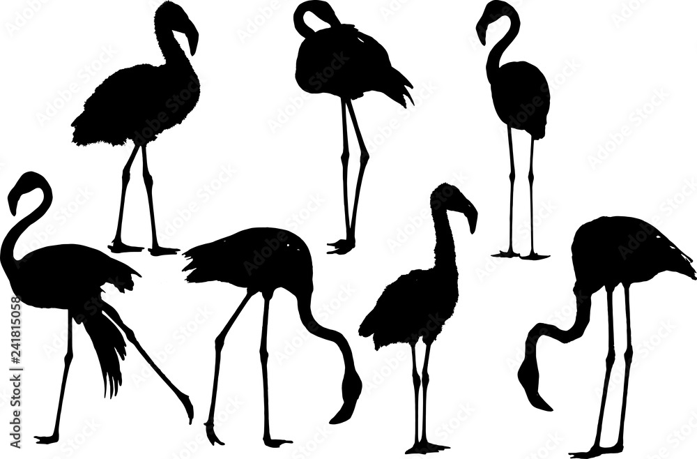 フラミンゴのシルエット Stock ベクター Adobe Stock