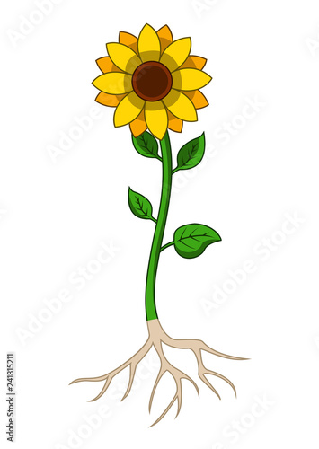 Illustration of sunflowers tree with root system