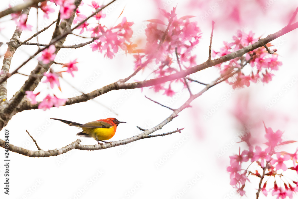 A colorful tiny Mrs.Gould's sunbird perch on Wild Himalayan Cherry branch A colorful tiny Mrs.Gould's sunbird perch on Wild Himalayan Cherry branch