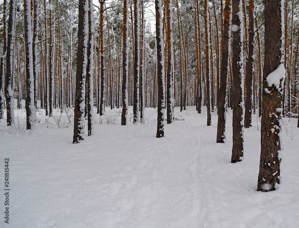 Fabulous pine winter forest. Nature, landscape. Fabulous pine winter forest. Nature, landscape.