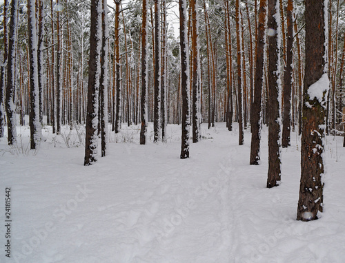 Fabulous pine winter forest. Nature, landscape.