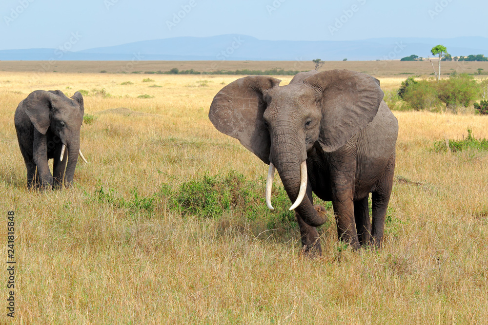 African elephants (Loxodonta africana) in natural habitat, Masai Mara National Reserve, Kenya.