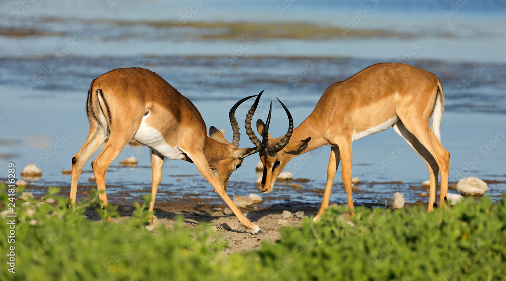 Fototapeta premium Two male impala antelopes (Aepyceros melampus) fighting, Etosha National Park, Namibia.