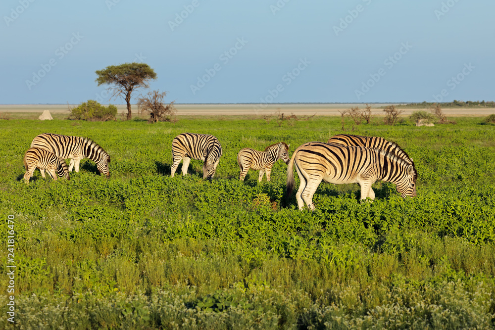 Naklejka premium Plains zebras (Equus burchelli) feeding on the plains of Etosha National Park, Namibia.