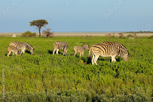 Plains zebras (Equus burchelli) feeding on the plains of Etosha National Park, Namibia.