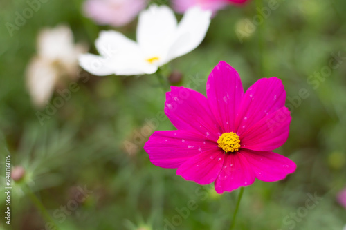 Colorful Cosmos flowers meadow Spring nature background for graphic and card design