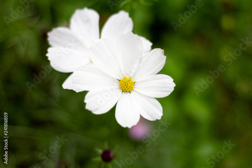 Colorful Cosmos flowers meadow Spring nature background for graphic and card design