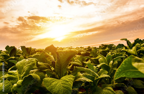 Tobacco fields of Thai farmers with beautiful sky background in Asia photo