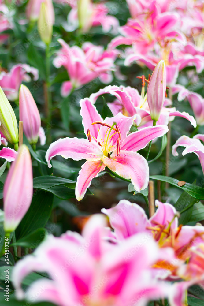 Colorful lily flowers meadow Spring nature background for graphic and card design