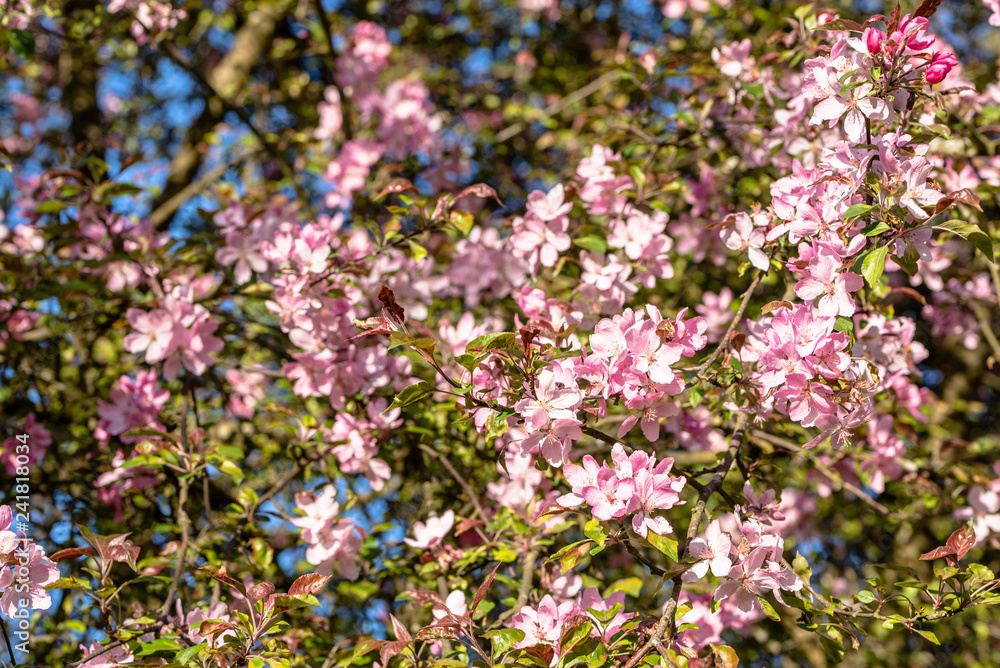 Cherry blossom, spring flower on pink blossoming branch with sakura flowers Cherry blossom, spring flower on pink blossoming branch with sakura flowers