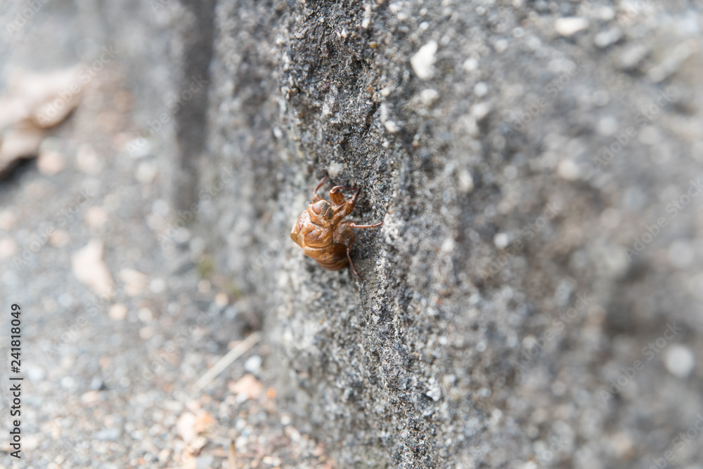 Fototapeta premium Cicada's crust of roadside