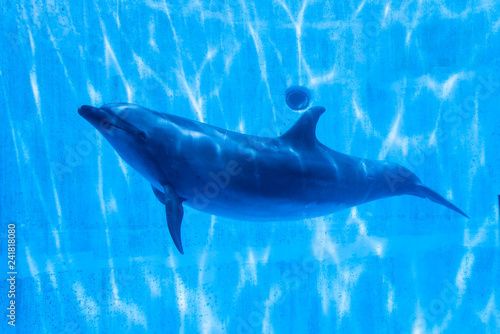 Dolphins swimming in the aquarium tank