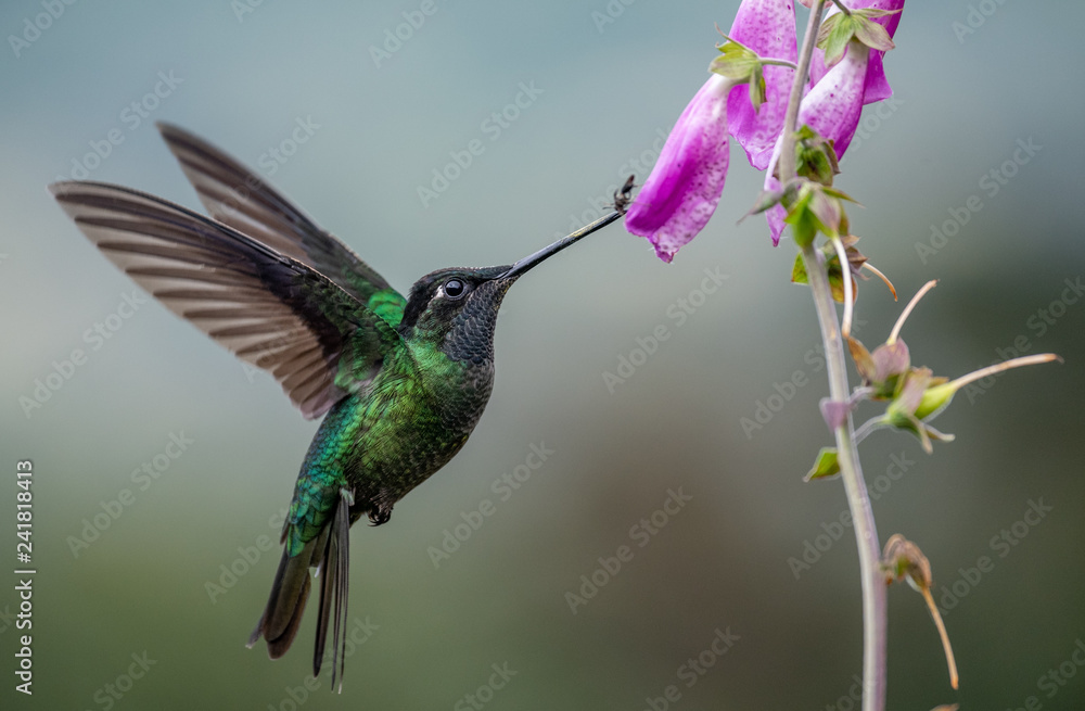 Fototapeta premium Hummingbird in Costa Rica 