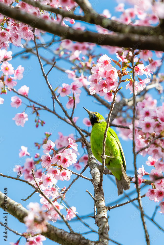 A colorful male Golden-fronted Leafbird perch on wild himalayan cherry branch with blue sky A colorful male Golden-fronted Leafbird perch on wild himalayan cherry branch with blue sky
