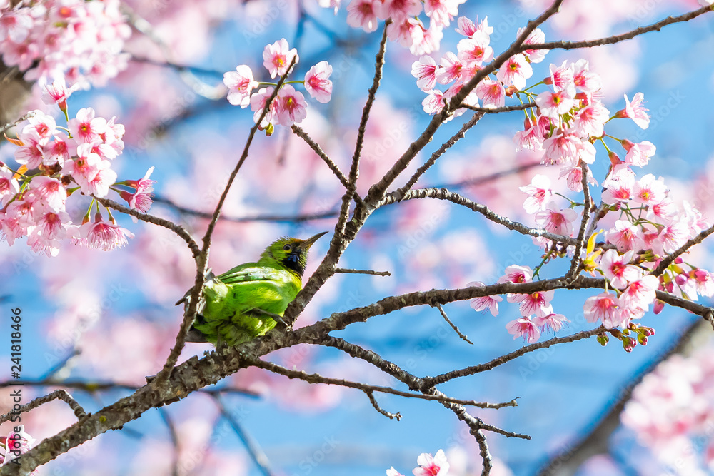 A colorful male Golden-fronted Leafbird perch on wild himalayan cherry branch with blue sky A colorful male Golden-fronted Leafbird perch on wild himalayan cherry branch with blue sky