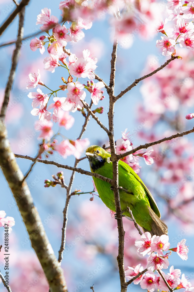 A colorful male Golden-fronted Leafbird perch on wild himalayan cherry branch A colorful male Golden-fronted Leafbird perch on wild himalayan cherry branch