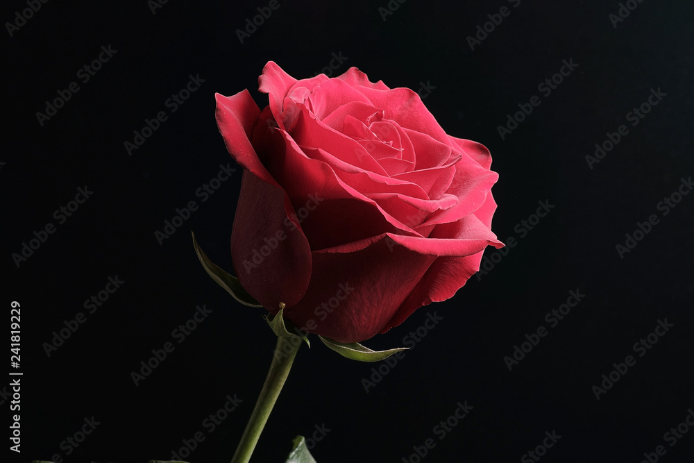black background and red rose with shadows on flower black background and red rose with shadows on flower