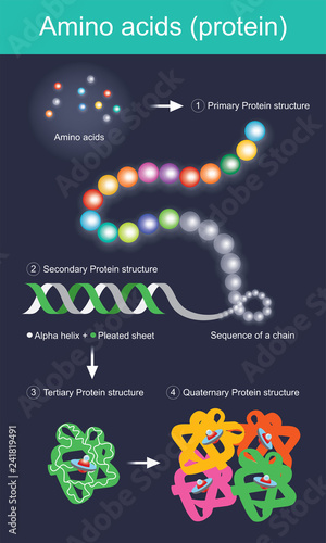 Amino Acids