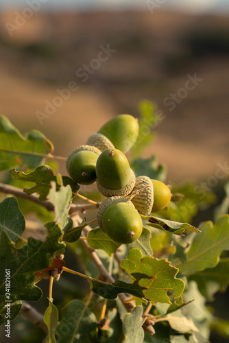 Oak tree branch acorn nut as beautiful autumn season background