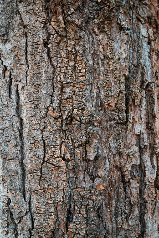 Obraz premium Tree bark background texture pattern. Wood texture.