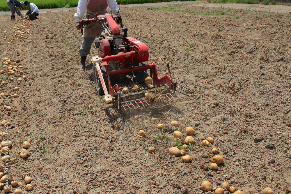 Obraz premium ジャガイモ掘り起こし