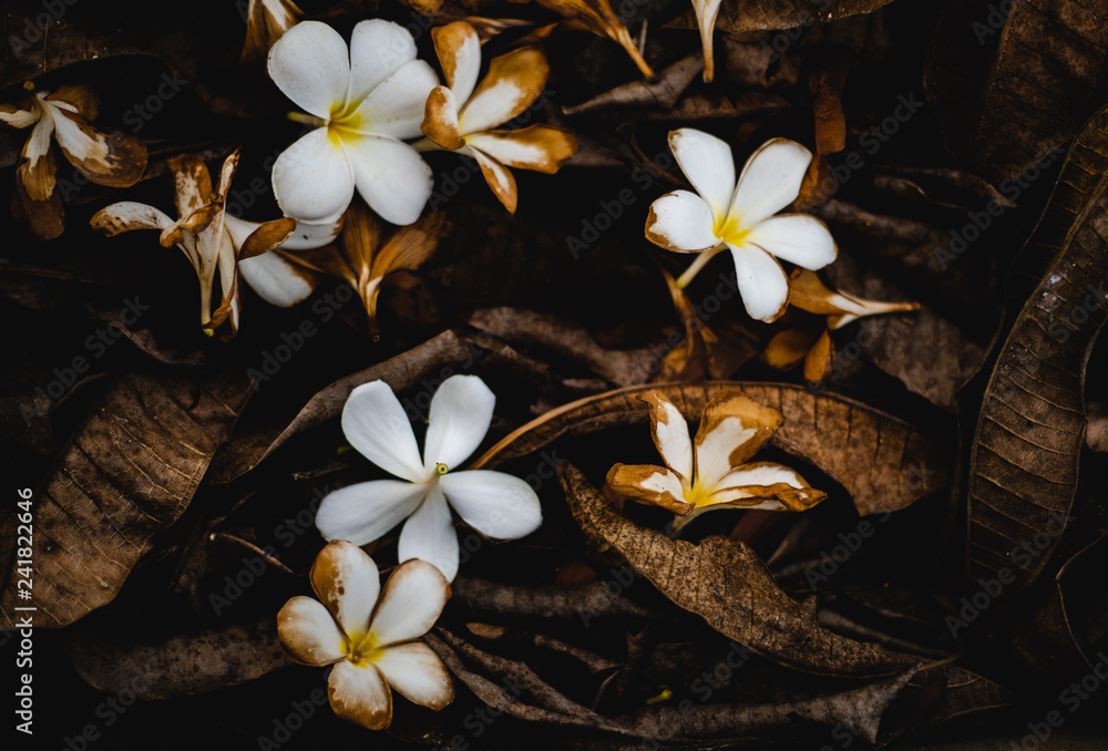 Fototapeta premium Fallen white plumeria