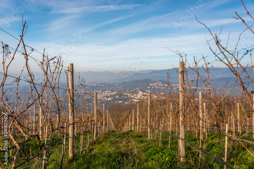 Winter Vineyard in the Mountains of Southern Italy