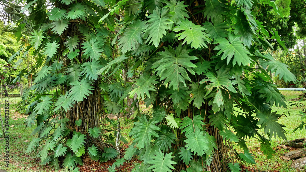 Tropical vegetation Mauritius island Tropical vegetation Mauritius island