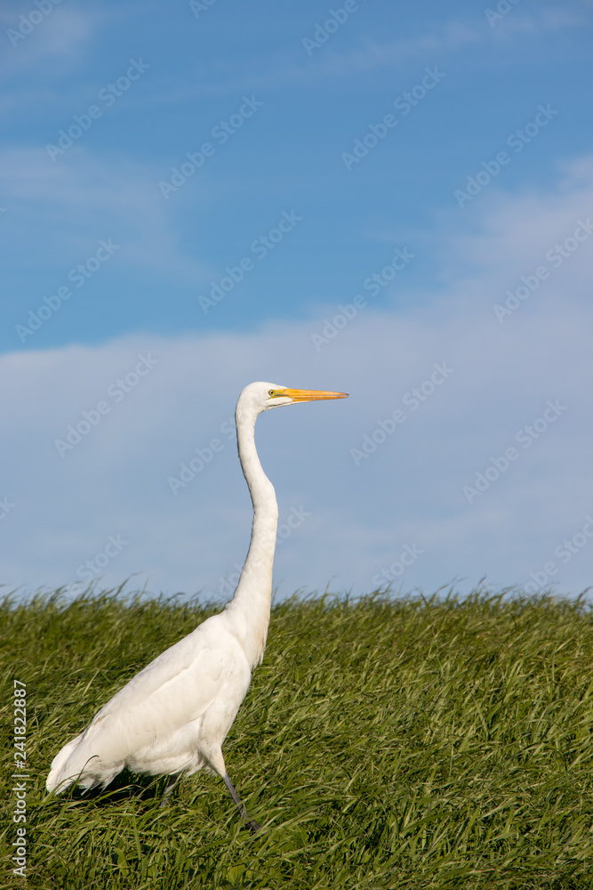 White Heron walking through tall, green grass on a sunny spring afternoon White Heron walking through tall, green grass on a sunny spring afternoon