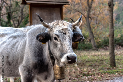 Cow with Bell in the Mountains of Southern Italy