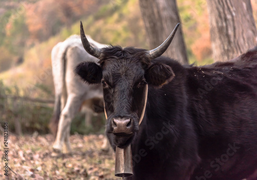 Cow with Bell in the Mountains of Southern Italy