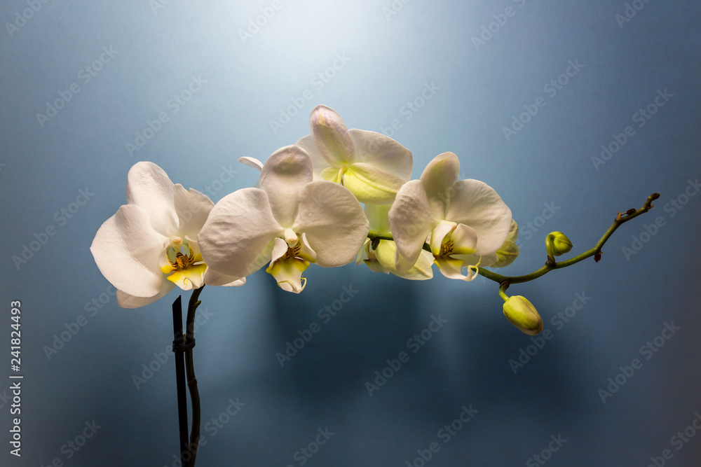 Obraz premium Orchid flower. White Orchid flowers isolated on blue background