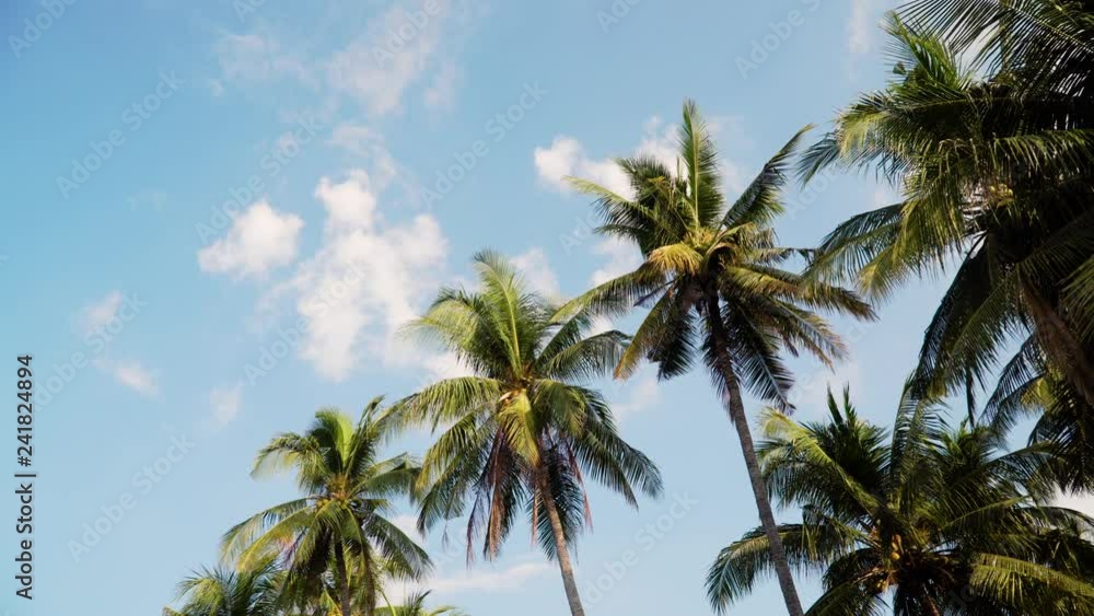 coconut palm tree against blue sky. travel concept. tropical coast and frame coconut tree coconut palm tree against blue sky. travel concept. tropical coast and frame coconut tree