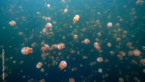 Bild auf Leinwand Jellyfish Lake in Palau is an enclosed marine lake containing millions of Golden and Moon Jellyfish