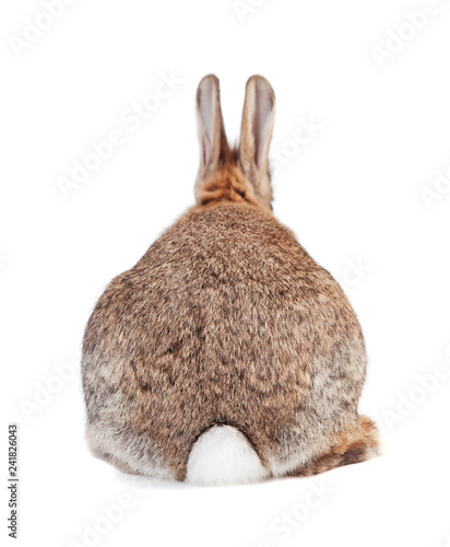 Rabbit from behind