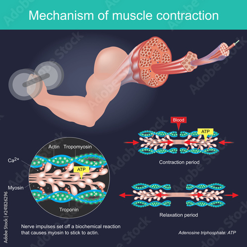 The muscle contraction as a result of Nerve impulses set off a biochemical reaction that causes myosin to stick to actin. Human body infographic. photo