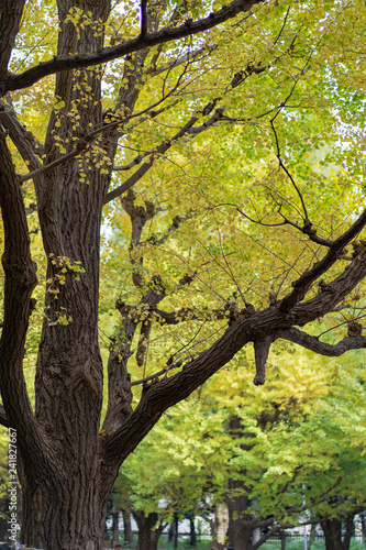 Ginkgo biloba leaf changing color in the ueno park