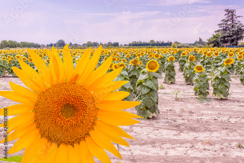 Fototapeta Naklejka Na Ścianę i Meble -  champ de tournesols 