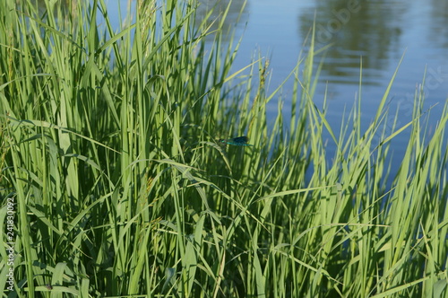 green grass in the water