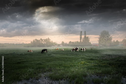 Cows in the meadow after a storm